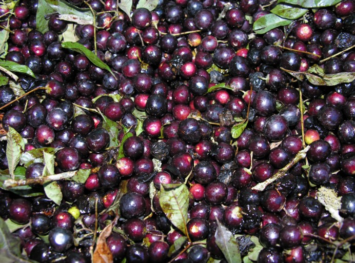 Espécie de azeitona ajuda a tratar pedras nos rins. Saiba mais