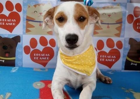 Feira de adoção de cachorros movimenta Vieiralves neste sábado