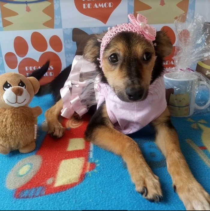 Feira de adoção de cachorros movimenta Vieiralves neste sábado