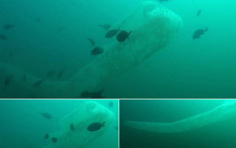 Homem se depara com 'serpente marinha' gigante durante mergulho
