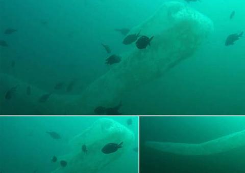 Homem se depara com 'serpente marinha' gigante durante mergulho