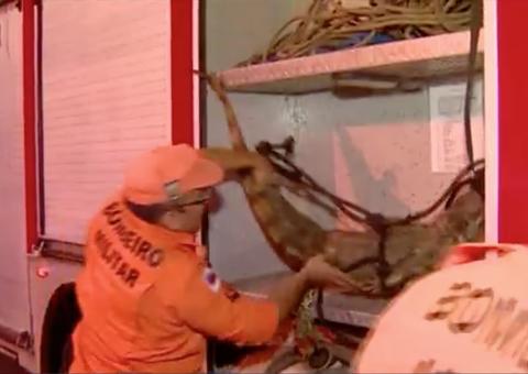 Jacaré é resgatado em calçada no Centro de Manaus