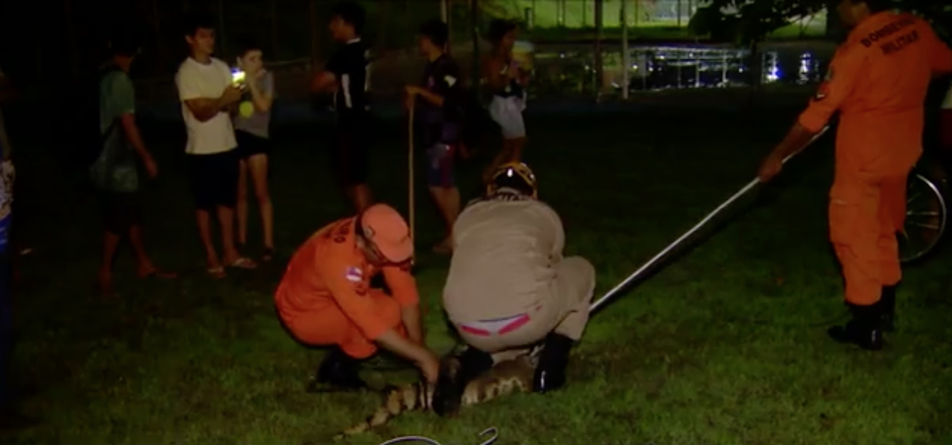 Jacaré é resgatado em calçada no Centro de Manaus