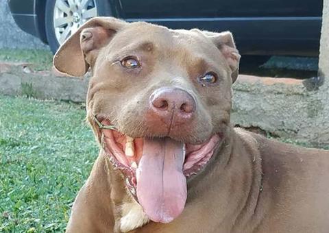 Após invadir casa, PM mata cadela de idosa a tiros e manda dono 'cobrar do estado'