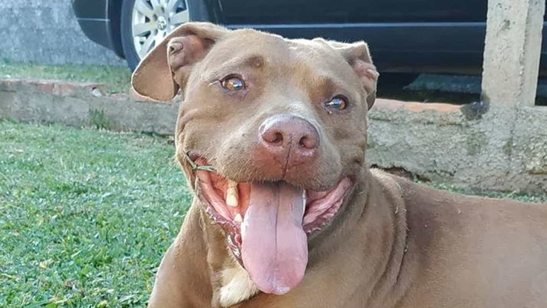 Após invadir casa, PM mata cadela de idosa a tiros e manda dono 'cobrar do estado'