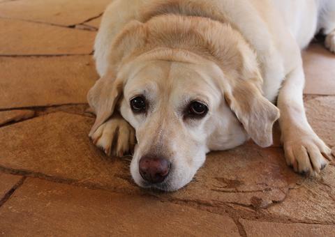 Obesidade pet pode diminuir expectativa de vida dos animais