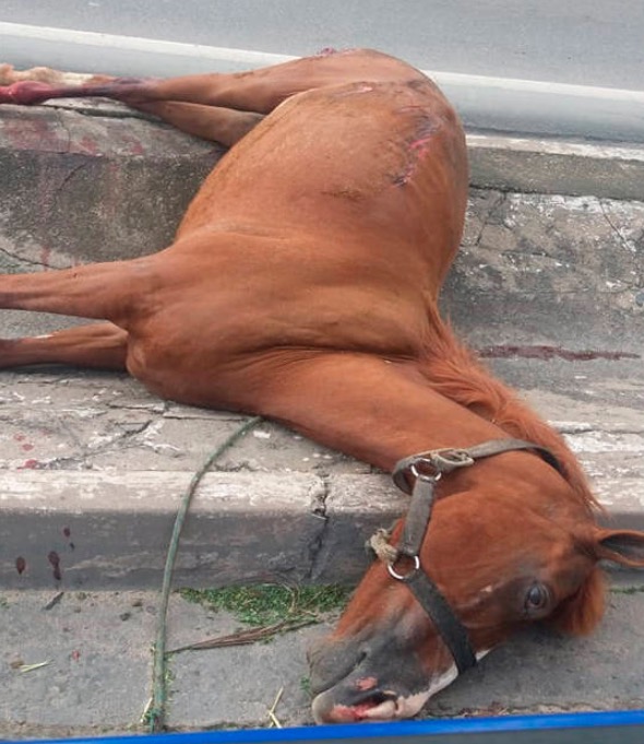 Motorista se surpreende com cavalo em meio a avenida de Manaus e mata o animal atropelado