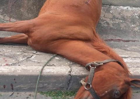 Motorista se surpreende com cavalo em meio a avenida de Manaus e mata o animal atropelado