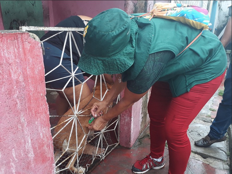 Campanha de vacinação antirrábica imuniza mais de 234 mil cães e gatos em Manaus