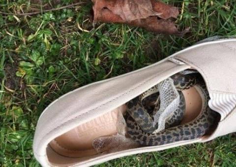 Mulher descobre que cobra viajou dentro de sapato nas férias