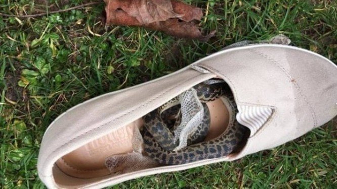 Mulher descobre que cobra viajou dentro de sapato nas férias