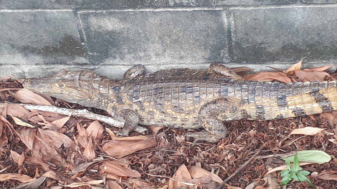 Mulheres se deparam com jacaré enquanto caminhavam em avenida de Manaus