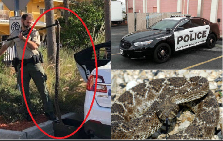 Morador de rua é denunciado por colocar cobra gigantesca em viatura
