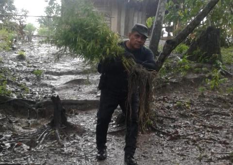 Polícia flagra criminosos 'trabalhando' em plantio de maconha no Amazonas