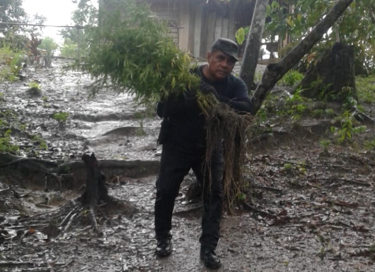 Polícia flagra criminosos 'trabalhando' em plantio de maconha no Amazonas
