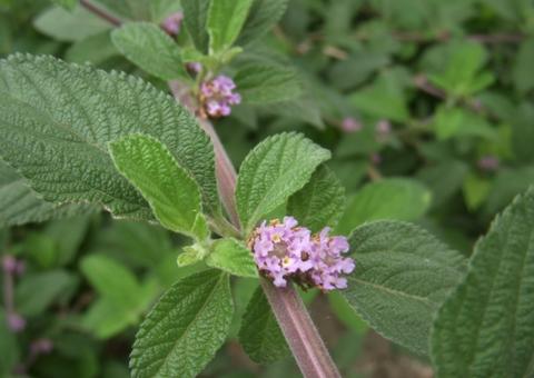 Chá de erva-cidreira alivia cólicas e ajuda a dormir melhor 