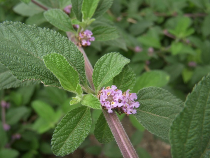Chá de erva-cidreira alivia cólicas e ajuda a dormir melhor 