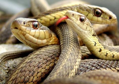 Pescadores naufragam e são resgatados em ilha cheia de serpentes