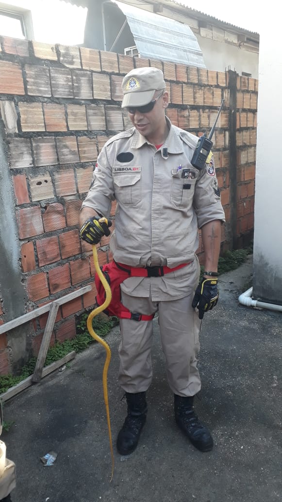 Susto: Pai encontra cobra no quarto da filha em Manaus
