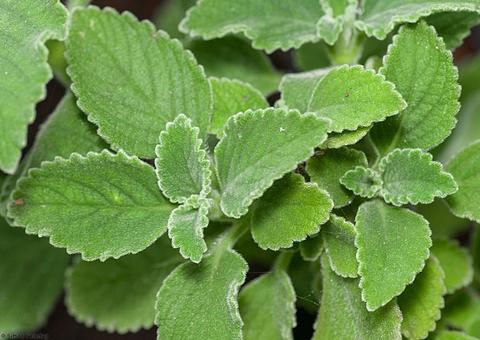 Boldo é anti-inflamatório poderoso; conheça mais benefícios