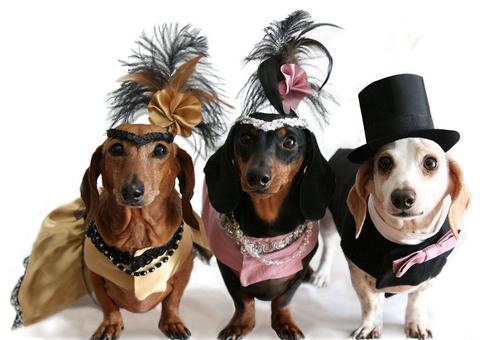 Baile pet movimenta shopping de Manaus nesta terça