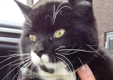 Gato sobrevive a viagem de quase mil quilômetros escondido em caminhão 