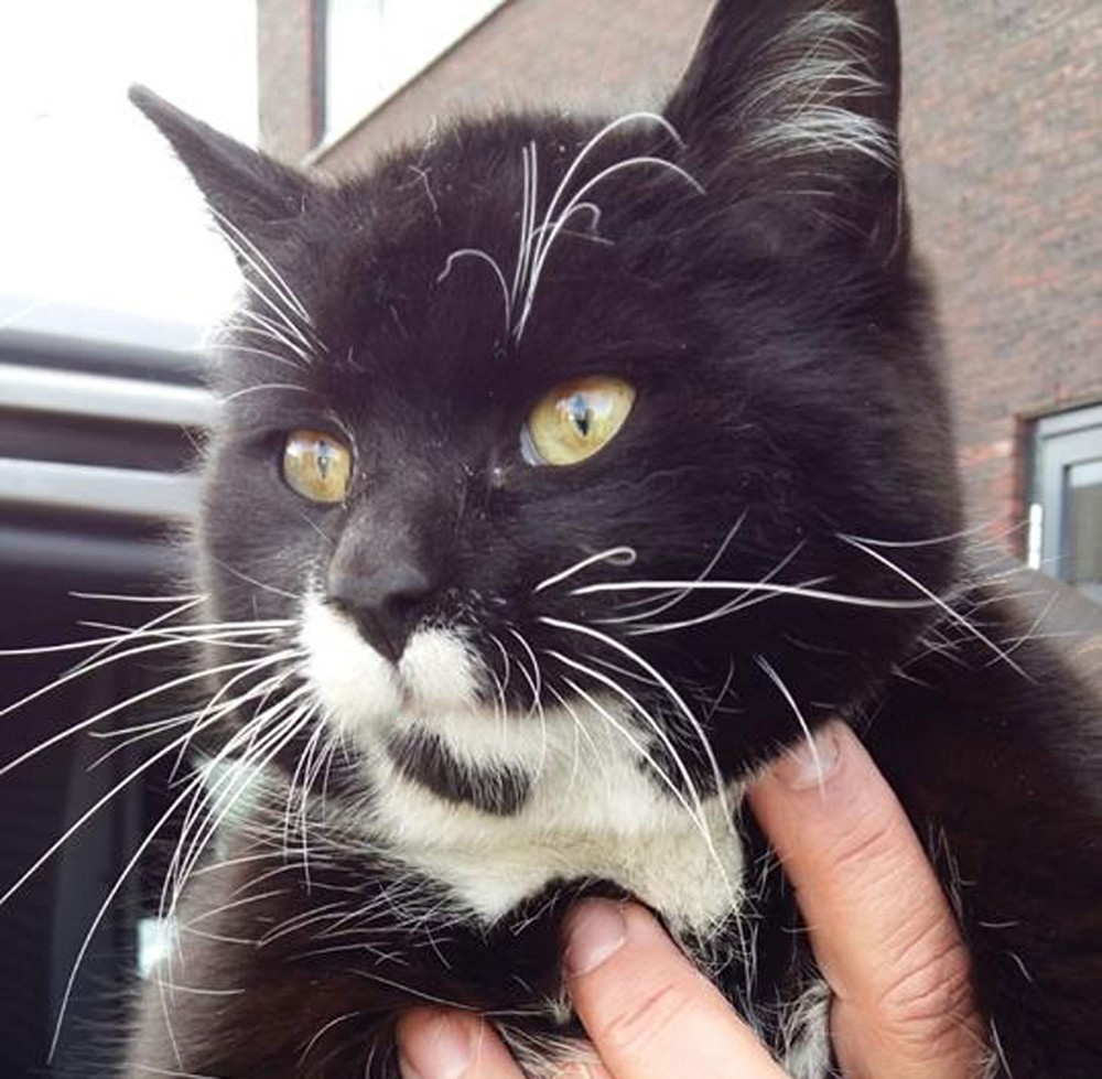 Gato sobrevive a viagem de quase mil quilômetros escondido em caminhão 