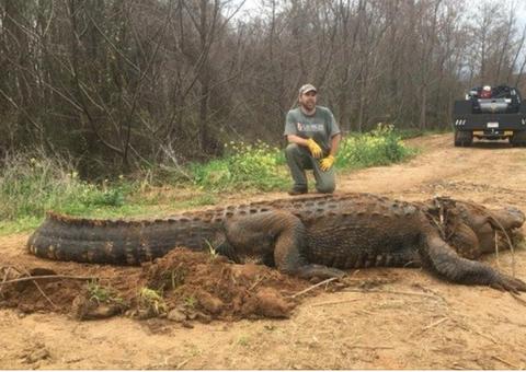 Homem leva susto e fotografa jacaré gigante em fazenda