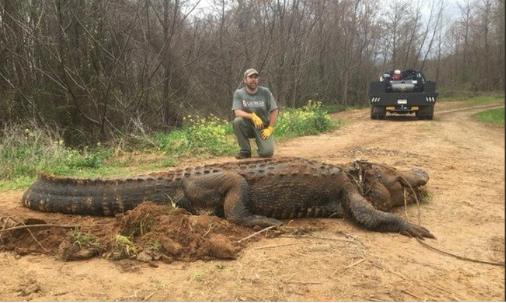 Homem leva susto e fotografa jacaré gigante em fazenda
