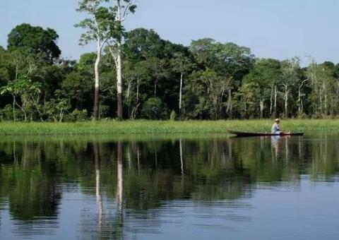MPF recomenda proteção a áreas tradicionais de colheita da castanha no Amazonas 