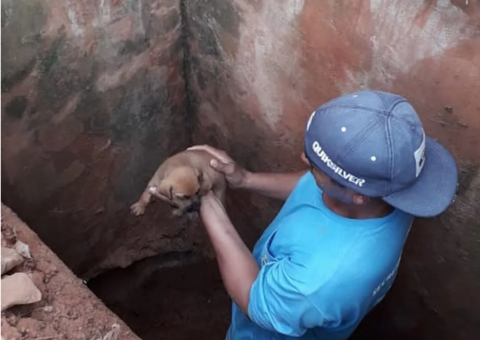 Cachorro sobrevive após passar seis dias dentro de bueiro 