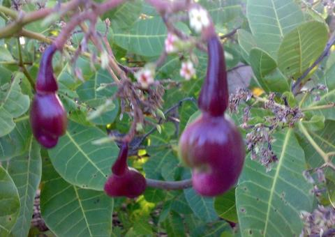 Chá de folhas e cascas de fruteira combate inflamações vaginais. Saiba mais