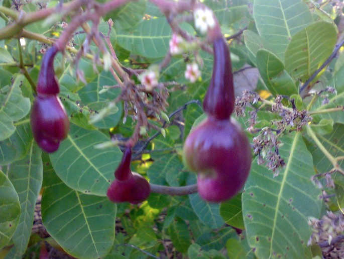 Chá de folhas e cascas de fruteira combate inflamações vaginais. Saiba mais