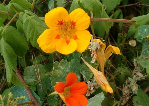Conheça a erva que pode ajudar a diminuir a queda de cabelo