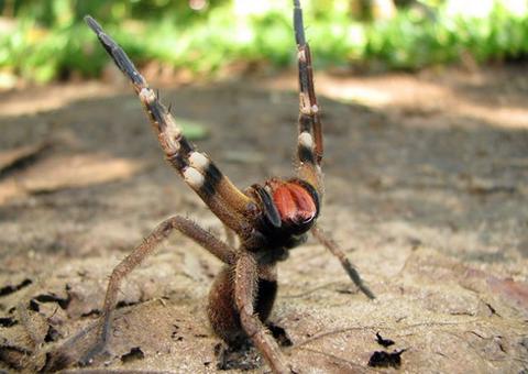 Veneno de aranha brasileira pode ajudar no tratamento da disfunção erétil 