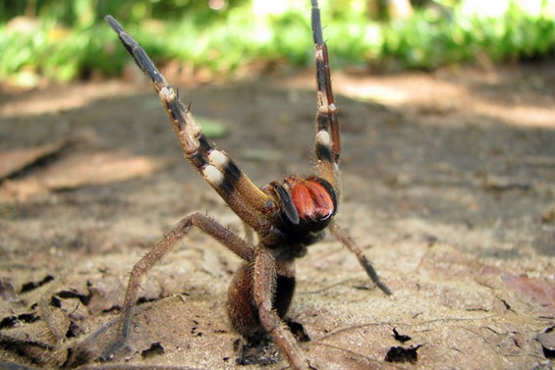 Veneno de aranha brasileira pode ajudar no tratamento da disfunção erétil 