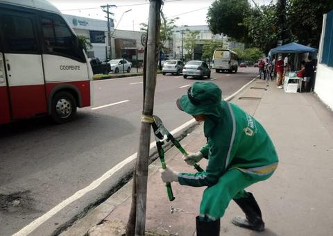 25 mudas de ipês são repostas em canteiro central da Avenida Djalma Batista