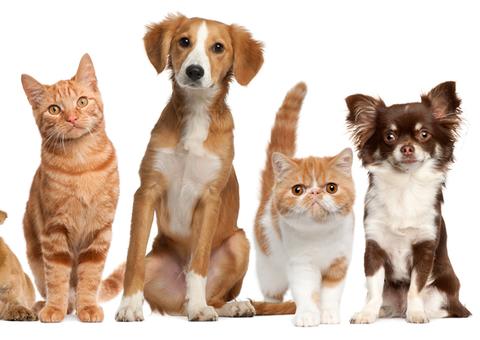 CarnavAU Pet alerta sobre controle e prevenção de DSTs em animais