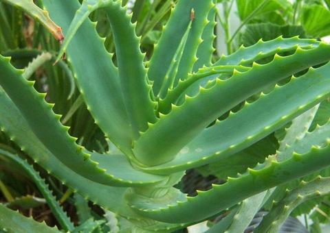 Babosa é poderosa aliada no combate a caspa e queda de cabelo