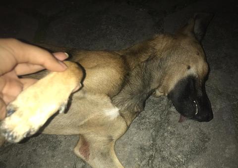 Vizinho é suspeito de matar cadela a tiros na frente da dona em Manaus 