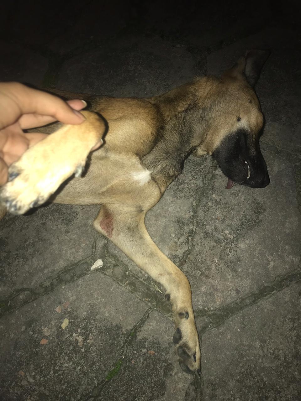 Vizinho é suspeito de matar cadela a tiros na frente da dona em Manaus 