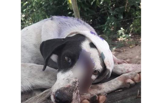 Para roubar casa, homem mata cadela a golpe de terçado no Amazonas