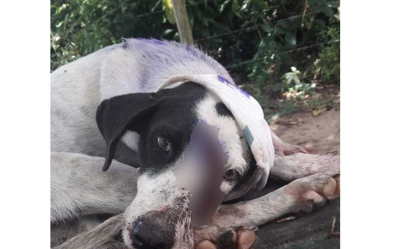 Para roubar casa, homem mata cadela a golpe de terçado no Amazonas