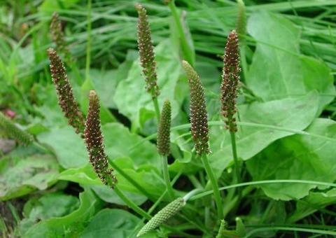 Chá de planta combate infecções urinárias e respiratórias