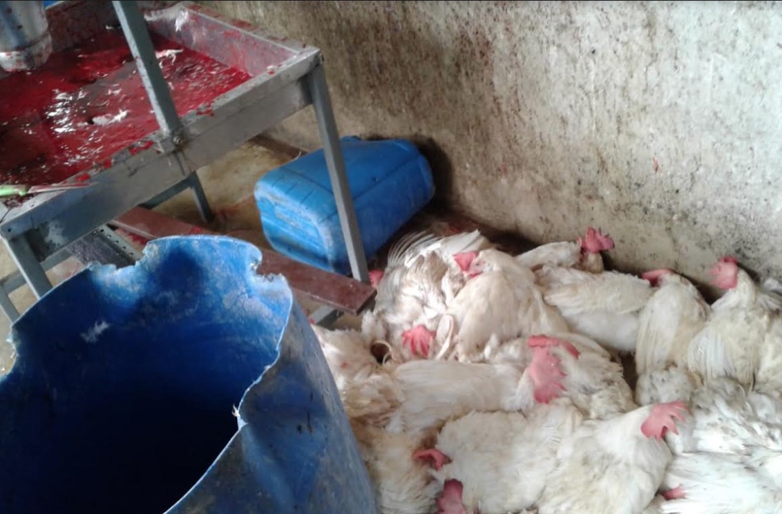 Mulher é indiciada por manter abatedouro clandestino de aves na AM-010