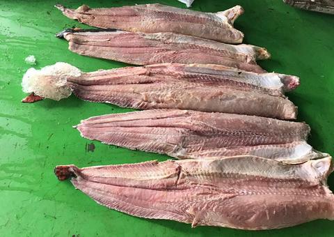 Apreensão de pescado ilegal bate recorde no Amazonas