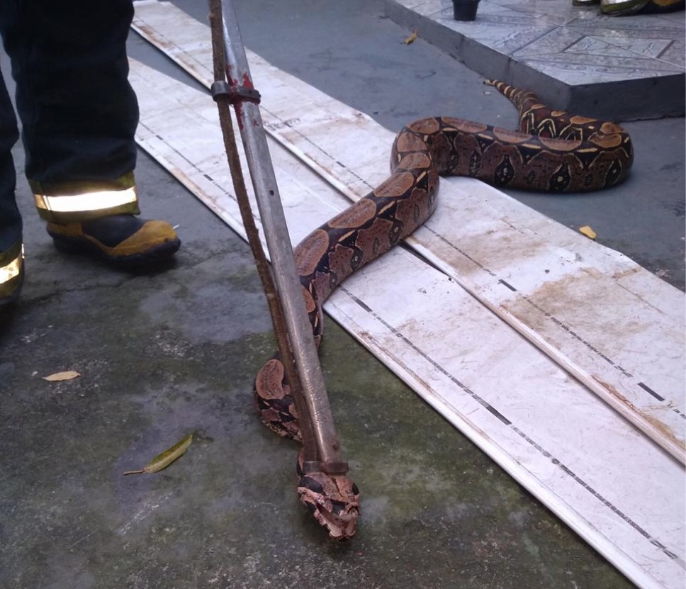 Bombeiros resgatam cobra com mais de 2 metros em residência de Manaus