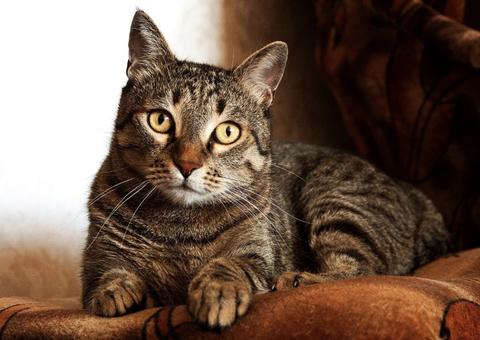  Veterinária faz alerta para prevenção de doenças renais em gatos