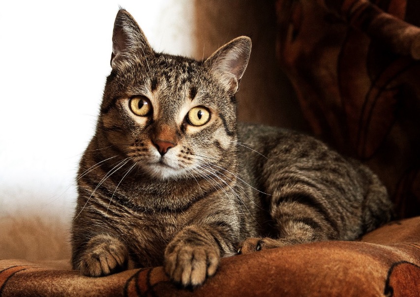  Veterinária faz alerta para prevenção de doenças renais em gatos