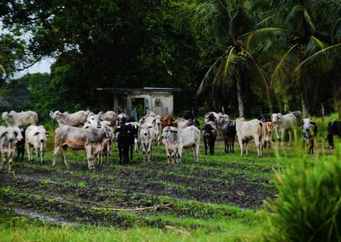 41 municípios recebem campanha de vacinação contra febre aftosa no Amazonas